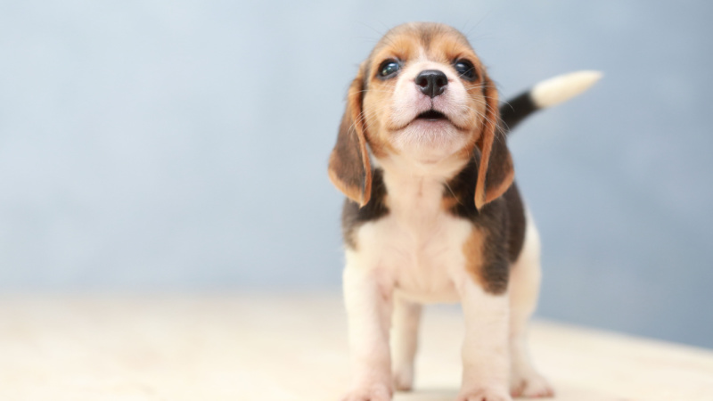 6 Things to Consider Before Buying Puppy Insurance